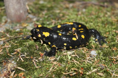 The fire salamander - Salamandra salamandra